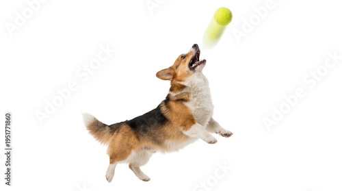 Φωτογραφία Energetic tricolor Pembroke Welsh Corgi dog leaping high to catch a yellow tenni