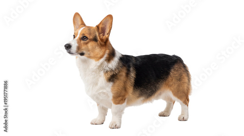 Cute tricolor Pembroke Welsh Corgi dog standing in profile, looking left, a charming purebred domestic pet isolated PNG on transparent background