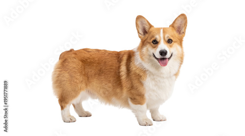 Foto Happy Pembroke Welsh Corgi dog standing, looking at camera with tongue out, isol