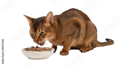 Fotografie Beautiful Abyssinian cat with striking green eyes, actively eating wet food from