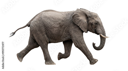 Powerful African elephant walking with tusks and trunk, a majestic wild animal isolated on transparent background, perfect for wildlife projects PNG