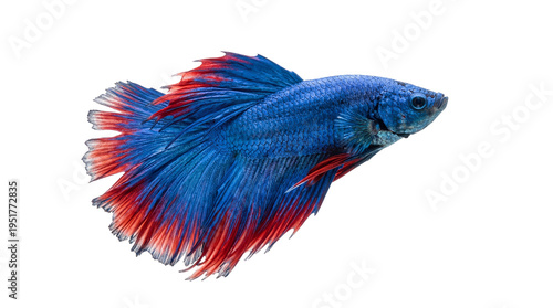 Fotografía Vibrant blue and red Betta fish, Siamese fighting fish, swimming gracefully, iso