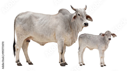 Konstfotografi A light grey Brahman cow with horns and udder standing next to its young calf, b