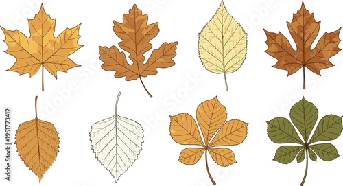 Autumn tree leaves collection with maple oak birch chestnut and fall foliage botanical vector illustration set