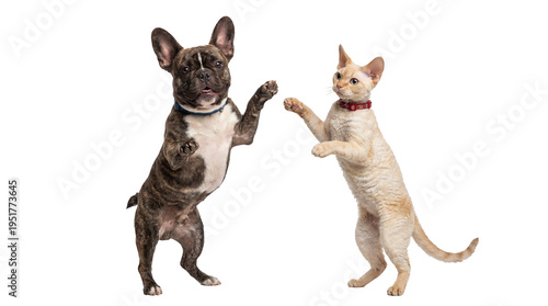 Fotografie Playful brindle French Bulldog and cream Devon Rex cat standing on hind legs, in