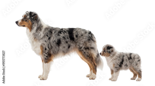 Adult blue merle Australian Shepherd dog and adorable puppy standing side by side, isolated PNG on transparent background, perfect for pet-related designs