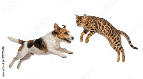 Canvastavla Energetic Jack Russell Terrier dog and a playful Bengal cat jumping in mid-air,