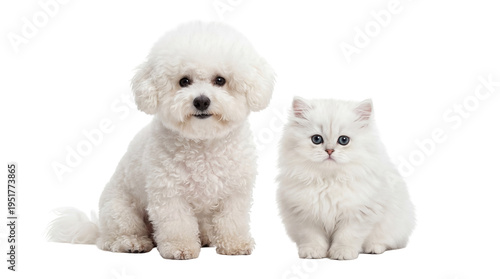 Foto Adorable fluffy white Bichon Frise puppy and cute Persian kitten sitting togethe