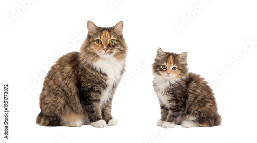 Bilde på lerret Fluffy calico mother cat and her adorable kitten sitting together, isolated PNG