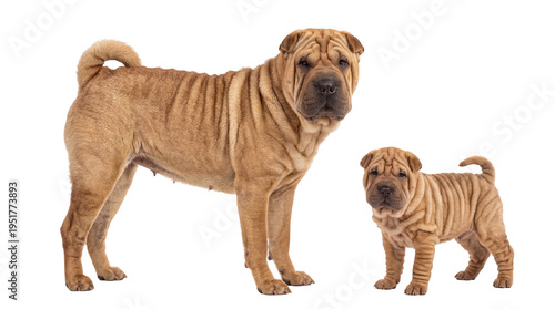 Obraz na płótnie Fawn Shar Pei adult dog and adorable wrinkled puppy standing together, isolated
