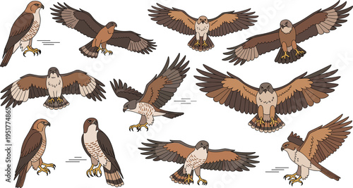 Detailed hand drawn vector illustration set of hawks and falcons in various flying and perched poses for bird of prey wildlife designs.