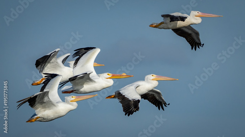Cuadro en lienzo White Pelicans in Flight on a Texas Lake