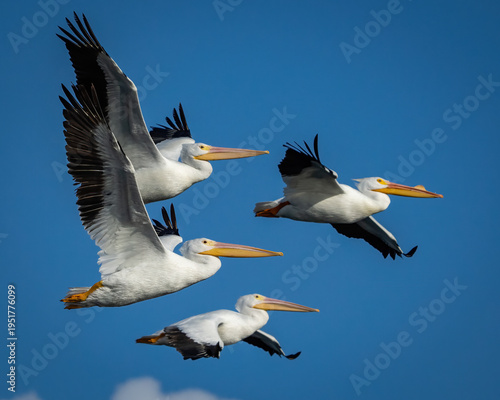 Fotografija White Pelicans in Flight on a Texas Lake