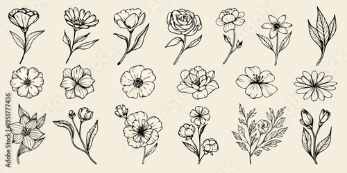 A collection of delicate hand drawn floral sketches in black and white