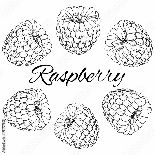 Hand drawn raspberries with elegant calligraphy and botanical illustration