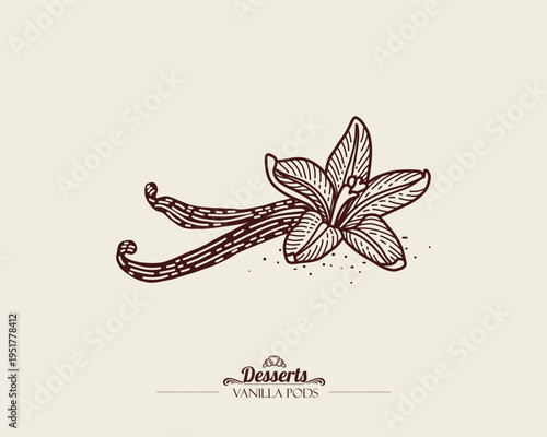 White flower and brown vanilla pods, seeds. Line art. Illustration, sketch style.