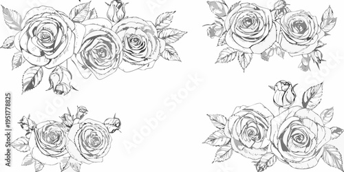 Elegant sketched rose arrangements create a delicate floral composition