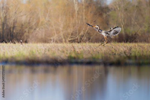 Great Blue Heron (Ardea herodias) Landing in a Marsh