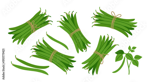 French green beans, crisp pods, freshly snapped legumes, a natural vegetable crop, healthy organic food rich in raw vitamin nutrition, depicted as a flat vector illustration on a white background