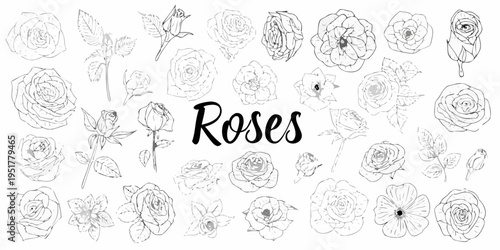A collection of delicate hand drawn rose illustrations in black and white