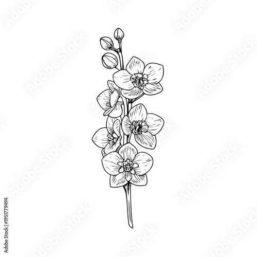 Delicate botanical illustration of a flowering orchid branch in black ink