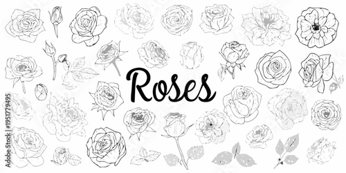 Collection of hand drawn rose illustrations in black and white tones