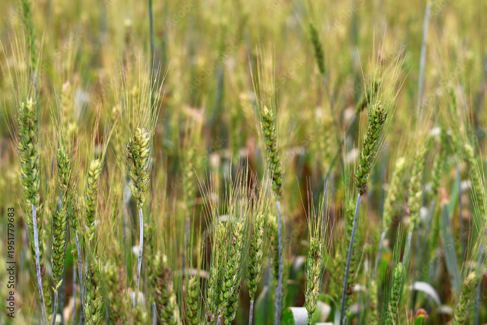 Fototapeta premium Close-up of Green Wheat Field