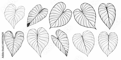 A collection of intricately detailed monstera and heart shaped leaf illustrations
