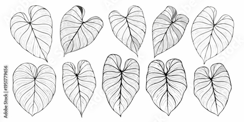 Monstera leaves in a botanical sketch style arranged on a white background