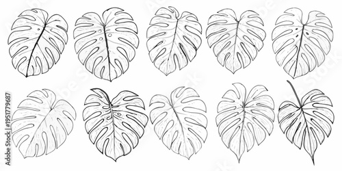 Detailed sketches of monstera leaves in varying shapes and sizes