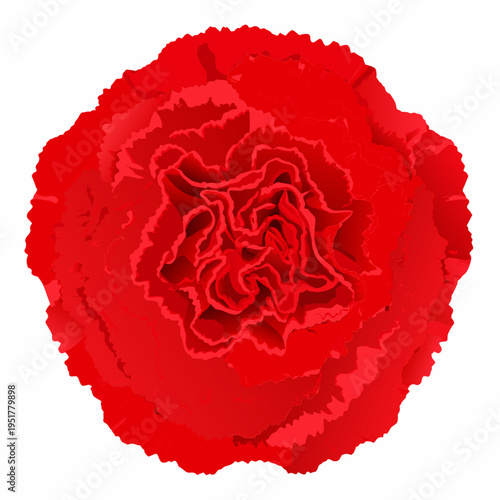 A vibrant detailed illustration of a single red carnation flower