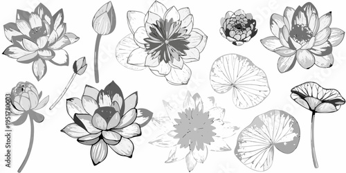 Elegant arrangement of lotus flowers and lily pads in grayscale