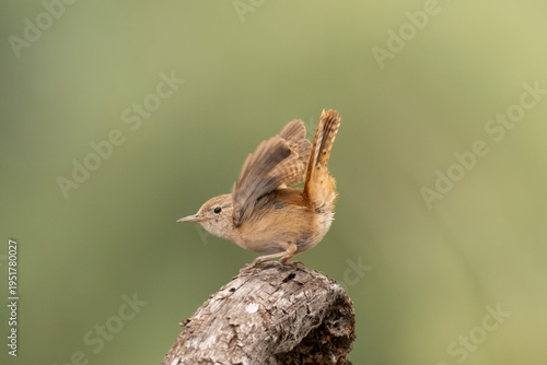 Billede på lærred Small wren with raised wings perched on weathered branch against soft green back