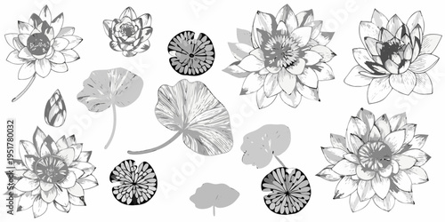 Botanical illustration of lotus flowers and lily pads in grayscale