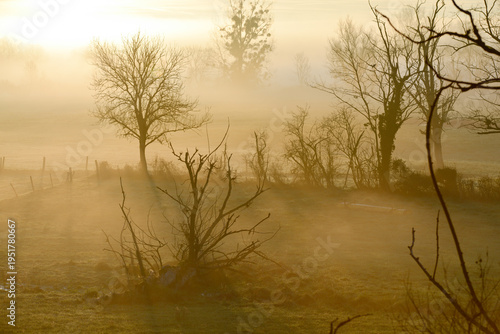 Arbres dénudés dans un haie bocagère, un matin brumeux au lever du soleil