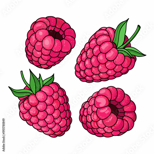 Four vibrant raspberries with lush green leaves are beautifully illustrated