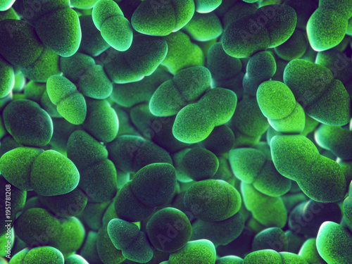 Enterococcus bacteria microbiology illustration. Gram-positive cocci illustrating antibiotic resistance (VRE), gut microbiome, and nosocomial infection pathology