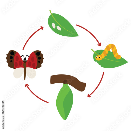 Butterfly life cycle educational illustration