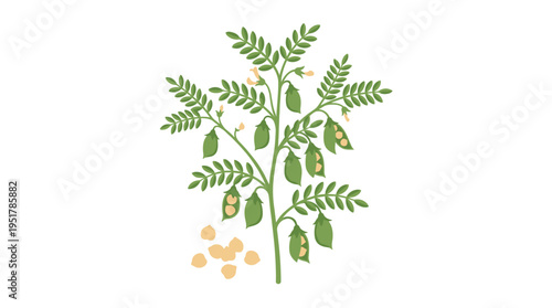 Fresh chickpea plants, a natural raw food from the farm, serve as a fiber crop, while the organic legume comes in green pods and beans with kernels, supporting healthy vegetarian eating and harvest