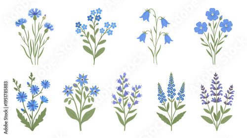A collection of wild blossoms, featuring herbaceous plants with blue petals, delicate meadow and field flowers, rendered as a flat botanical vector illustration against a white backdrop
