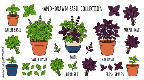 A collection of basil plants in green and purple hues, illustrated in a vibrant hand‑drawn vector style