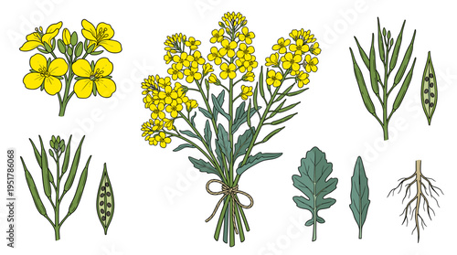 A collection of intricate botanical sketches depicting blooming rapeseed, canola, or mustard blossoms, illustrated with contour lines on a white backdrop, rendered as realistic vector artwork