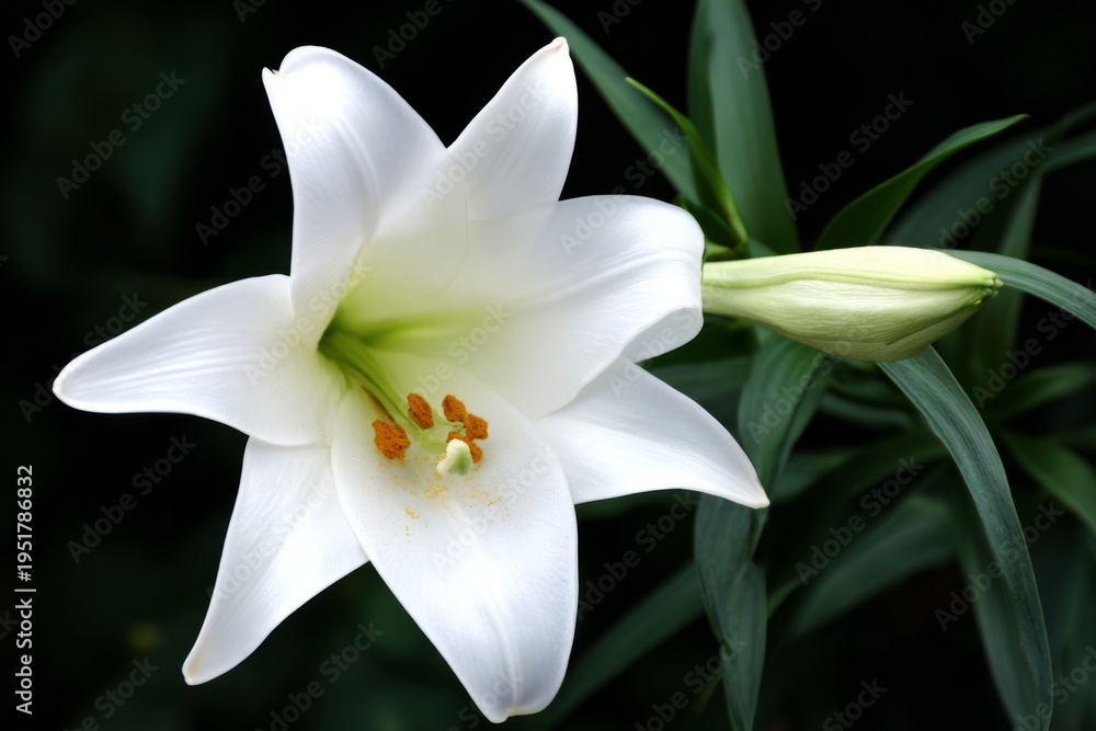 Fototapeta premium Easter and Lily Photography s 
