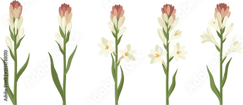 Tuberose flower vector set. White fragrant blooms with stems and green leaves. Flat botanical illustrations for garden, wedding, and floral design projects.