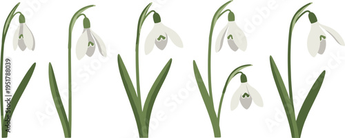 Snowdrop flower vector set. White hanging blooms with slender stems and soft petals. Flat botanical illustrations for spring, nature, and seasonal floral design.