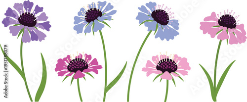 Scabiosa flower vector set. Purple, blue, and pink pincushion blooms with stems and leaves. Flat botanical illustrations for garden, spring, and floral design.