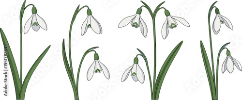 Snowdrop flower vector set. White delicate spring blooms with green leaves and stems. Flat botanical illustrations for nature, garden, and seasonal floral design.