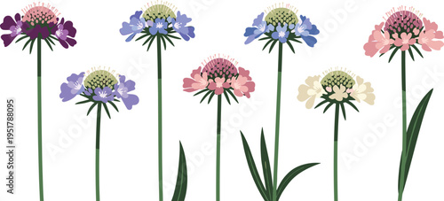 Scabiosa flower vector set. Pastel pincushion blooms with tall stems and leaves. Flat botanical illustrations for garden, spring, and decorative floral design.