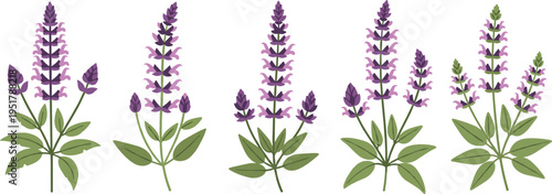 Salvia flower vector set. Purple blooming spikes with stems and green leaves. Flat botanical illustrations for garden, summer, and ornamental floral design.