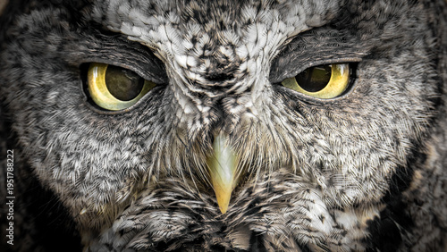 Εκτύπωση καμβά Screech Owl in a bird box